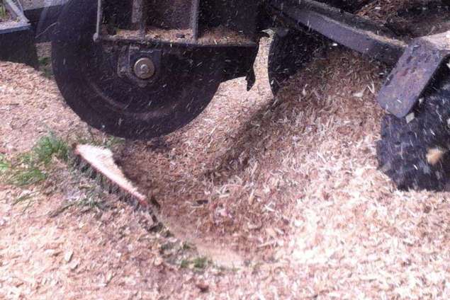 Bomen rooien Buggenum